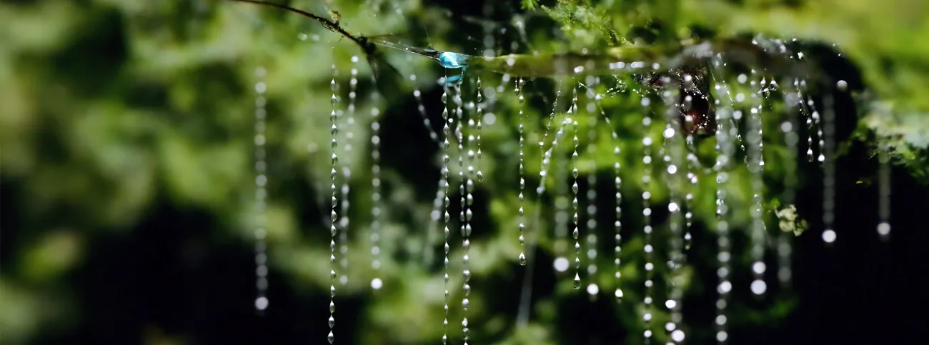Glowworm silk threads beaded with droplets hanging from moss